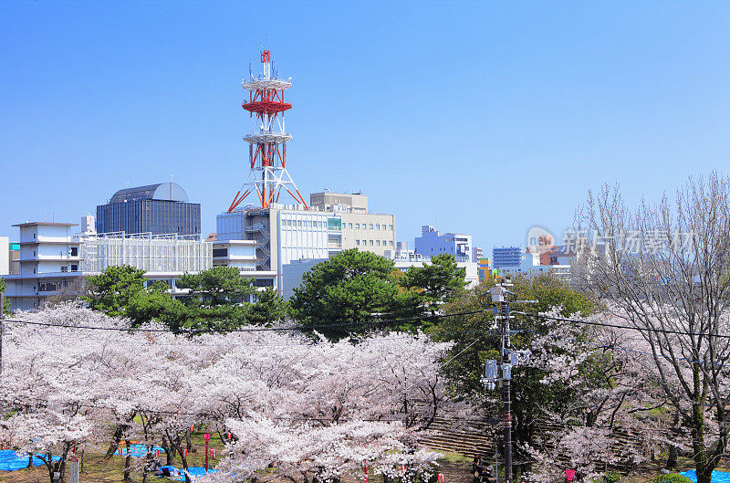 和歌山市的春天