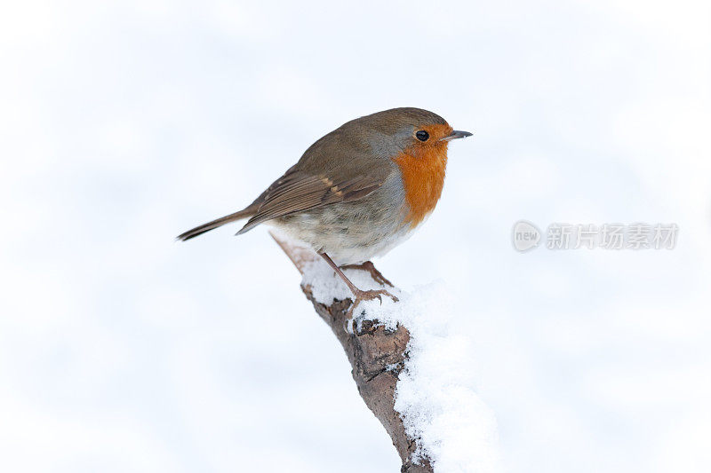 罗宾(红心rubecula)