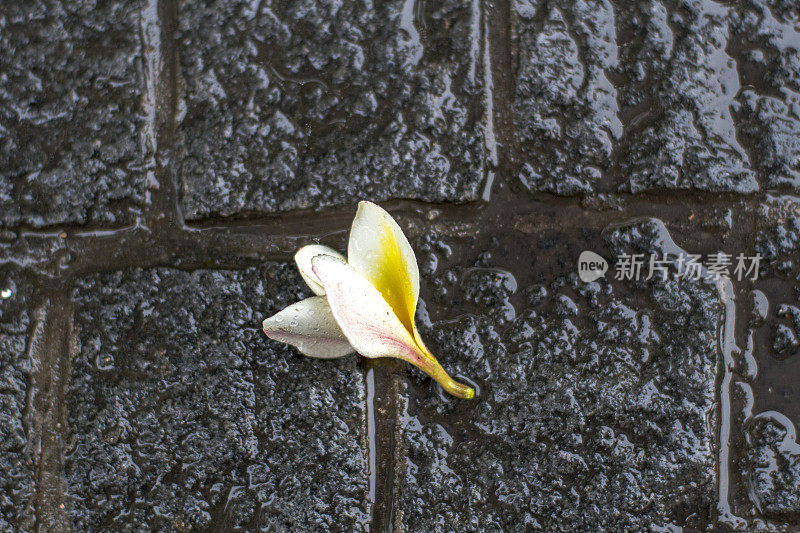 花瓣落在潮湿的地面上