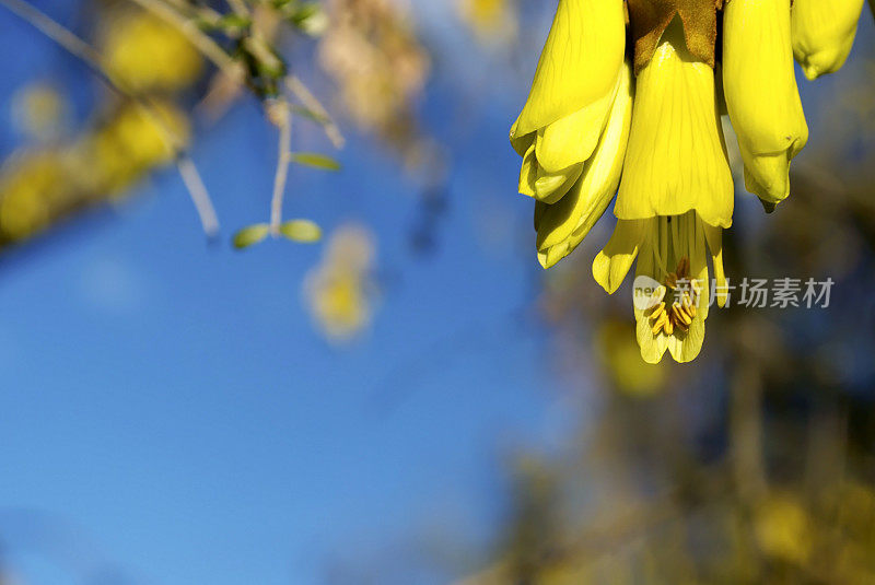 新西兰本土的科怀花，春天