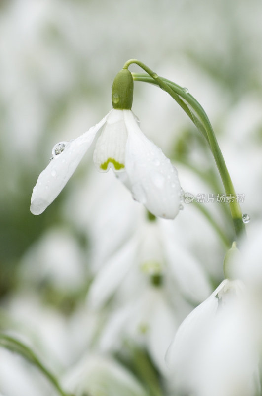 雪花莲