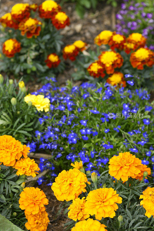 花圃和金盏花