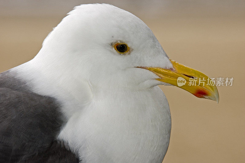 西方的海鸥