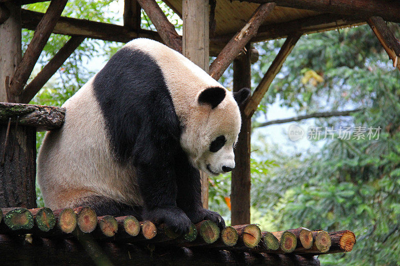 熊猫坐在木制平台上——中国