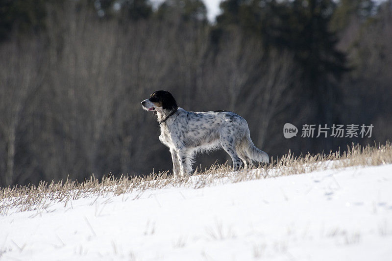 田野里的英国猎犬