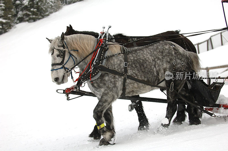 雪橇马