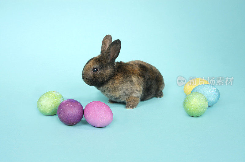 兔子和复活节彩蛋在蓝色的背景