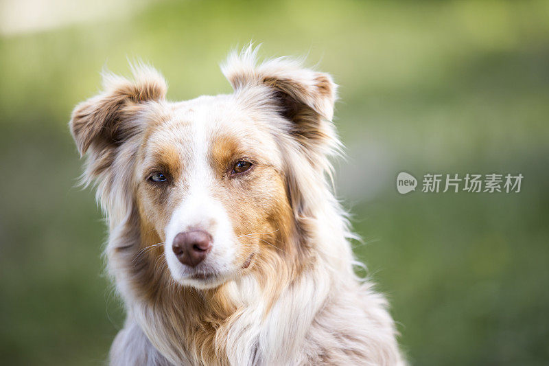 美丽的红山雀澳大利亚牧羊犬