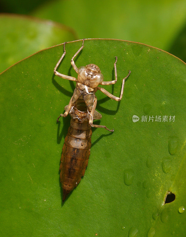 昆虫的外骨骼