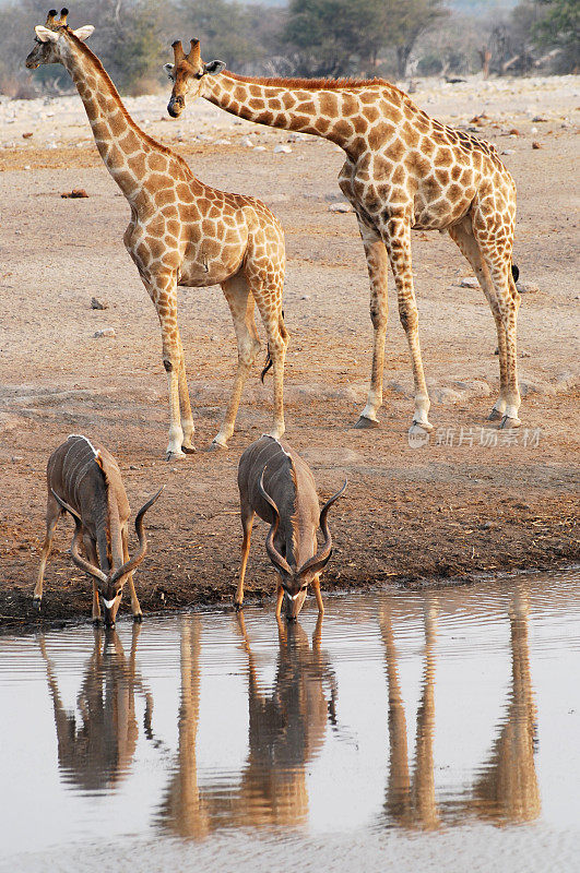 捻角羚和长颈鹿