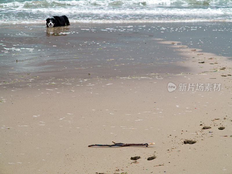 海滩上的狗在等棍子