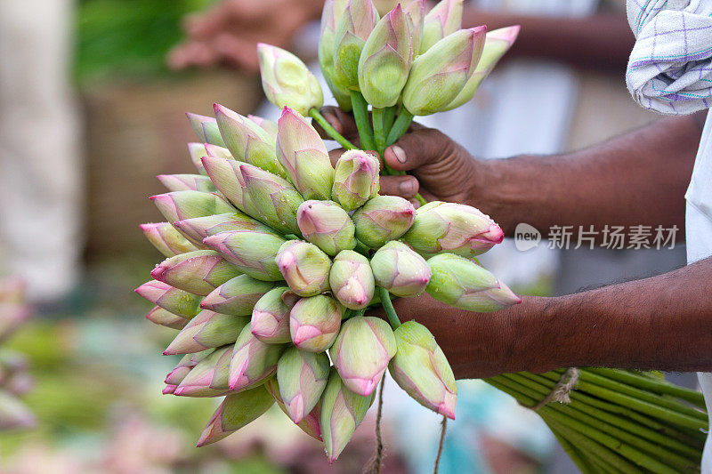 莲花花蕾