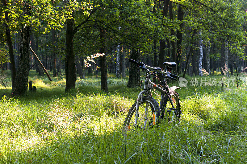 山地车在绿色的森林里，阳光灿烂的夏日