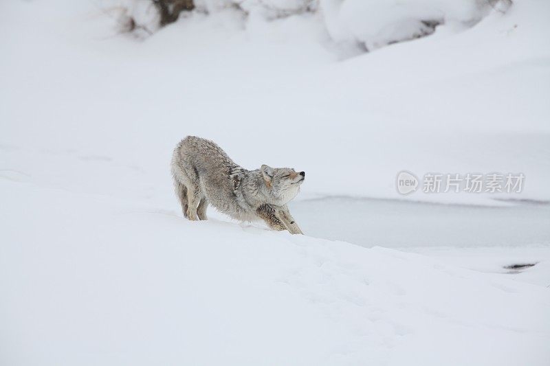 土狼