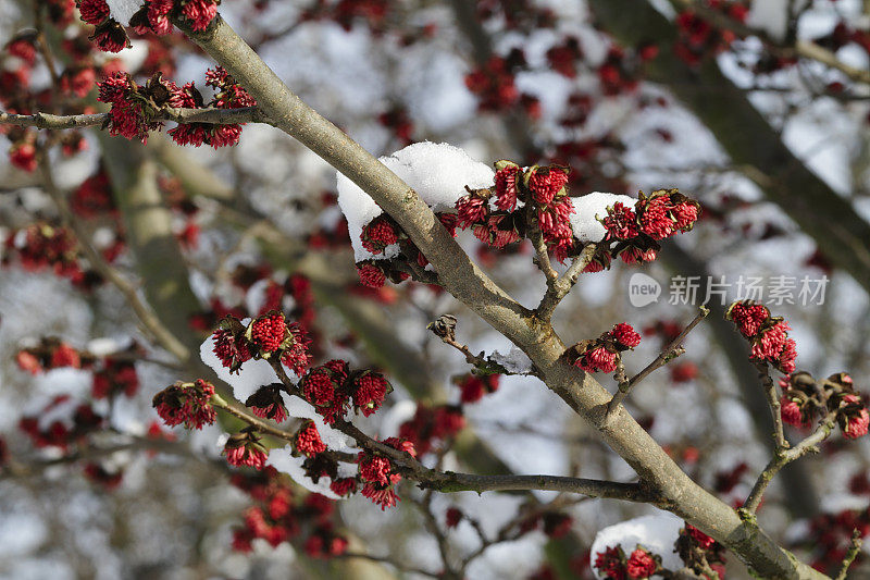 波斯铁木波斯铁木红色花与雪帽