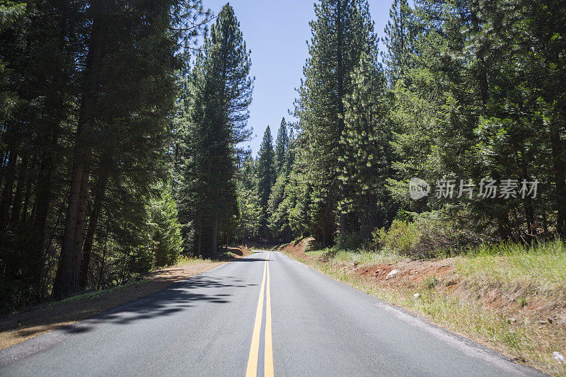 白天在乡村森林道路的中心