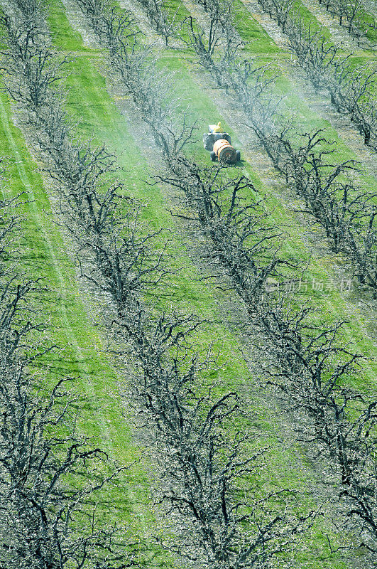 一名男子驾驶杀虫剂喷雾器穿过华盛顿州的苹果园