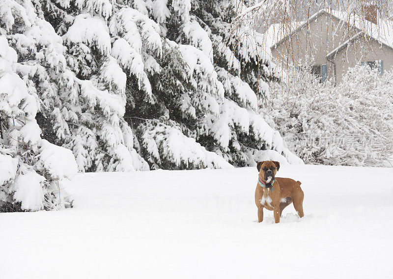 站在雪地里的拳师犬