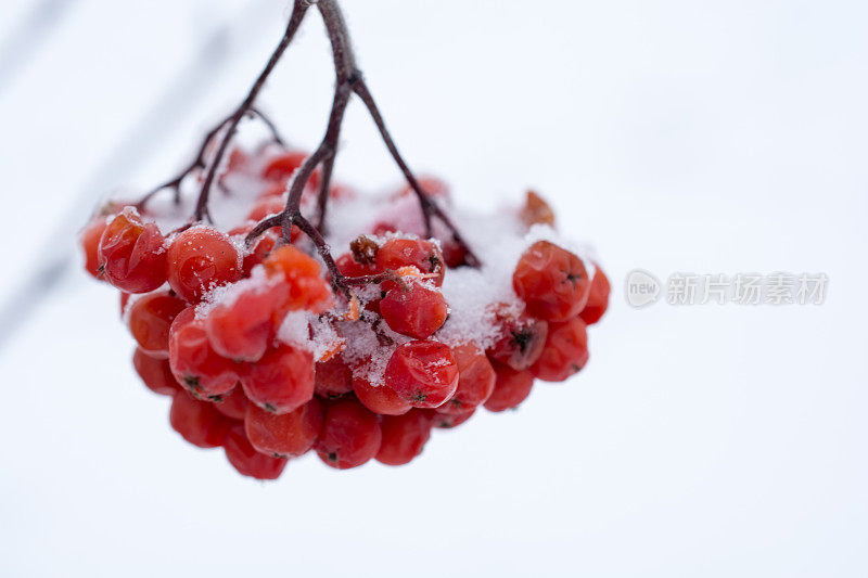 白蜡山浆果，上面有小雪