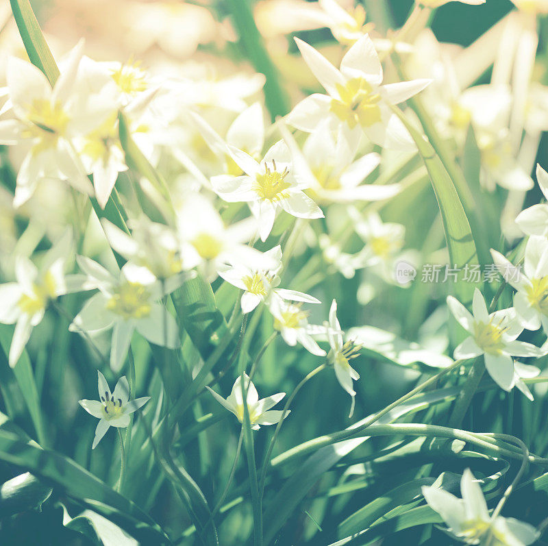 美丽的春天的花朵