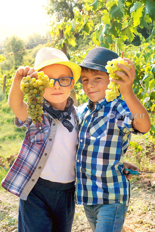 孩子们在收获季节挥舞着一串串的葡萄
