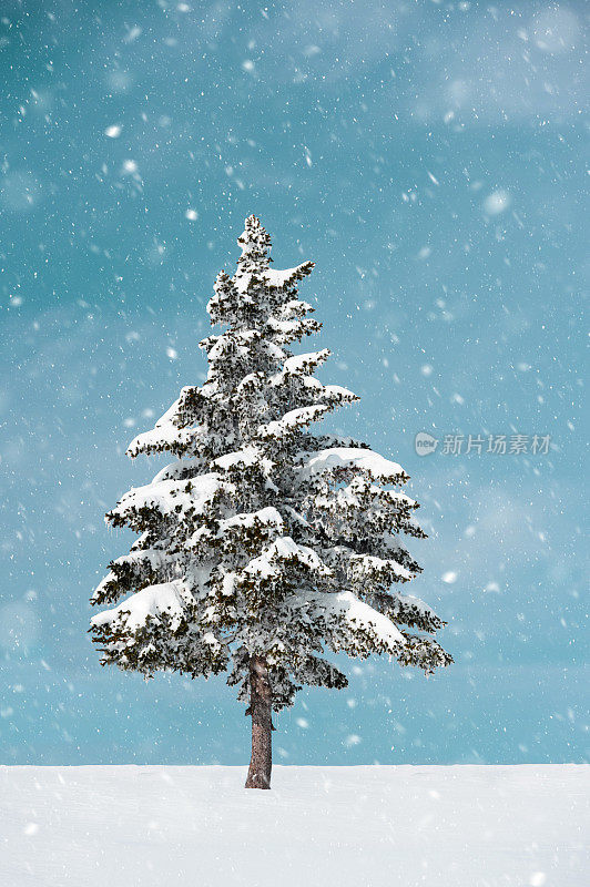 大雪中的树