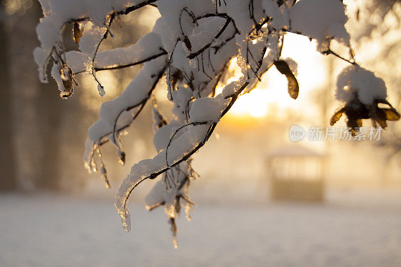 树枝上的雪