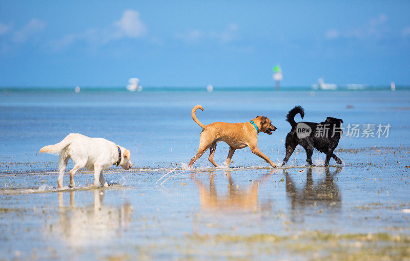 三只狗在海滩相遇