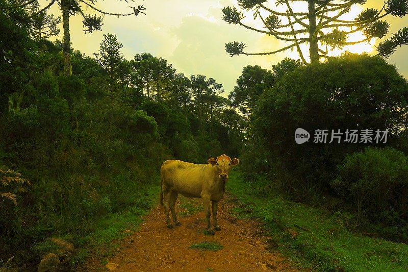 小牛与戏剧性的日落，乡村道路景观，巴西南部
