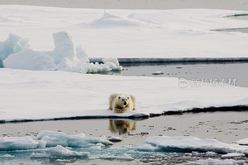 北极熊躺在靠近水面的冰上
