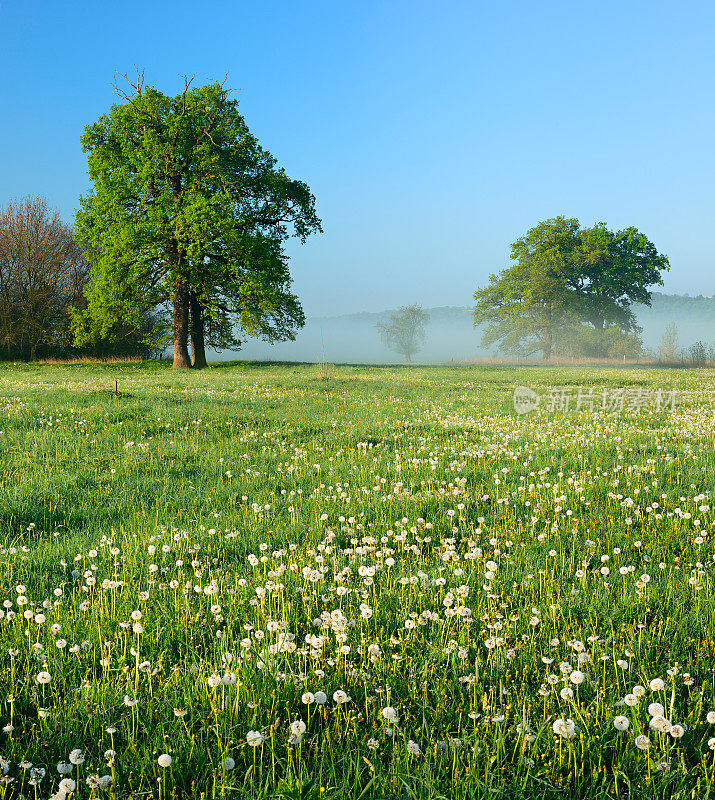 春天景观与橡树在蒲公英草地在黎明