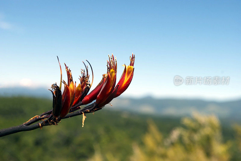 Harakeke(新西兰亚麻)在开花