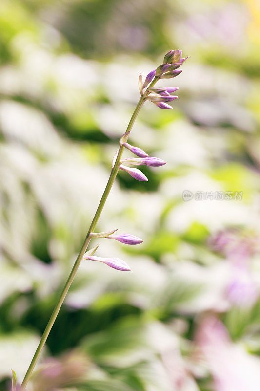 在玉簪植物上有花蕾的茎