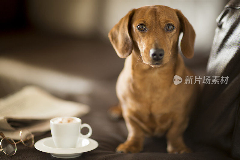 可爱的腊肠狗坐在报纸和咖啡杯旁边