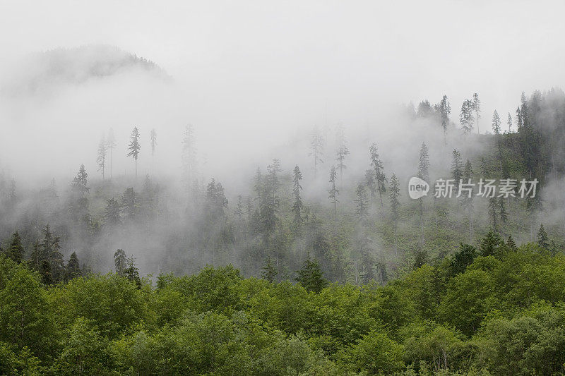 雾蒙蒙的森林