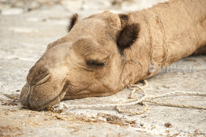 埃塞俄比亚达纳基尔沙漠中的懒骆驼