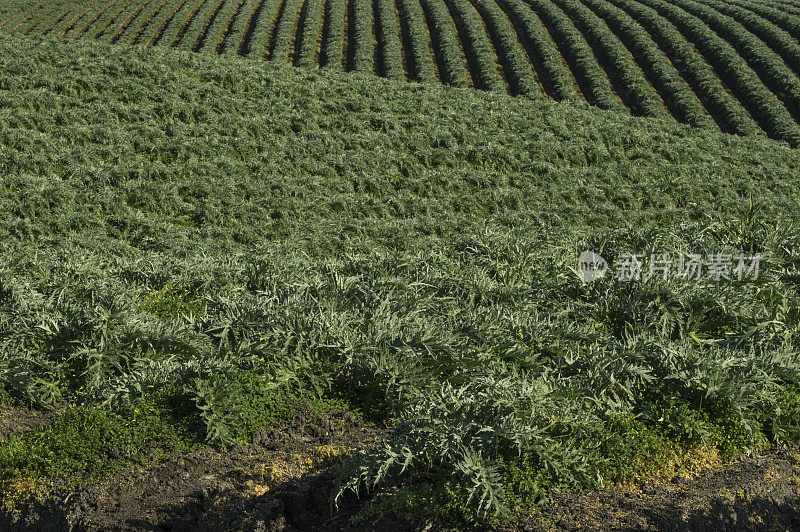 山腰上的朝鲜蓟田