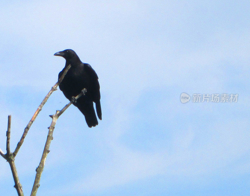 一只黑乌鸦栖息在树枝上