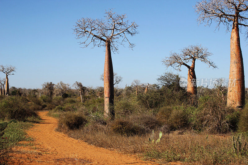 马达加斯加:Ifaty附近小路旁的猴面包树