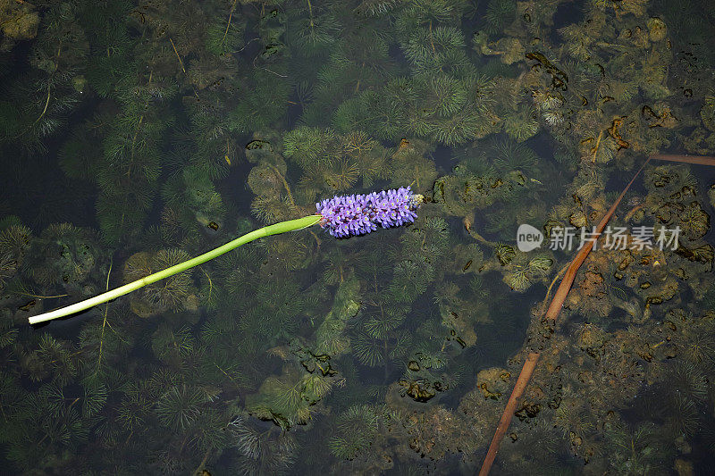 了花