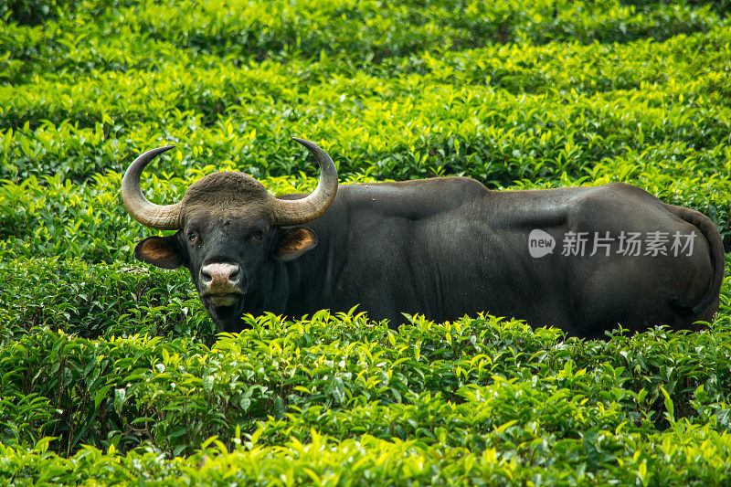 印度，泰米尔纳德邦，茶园