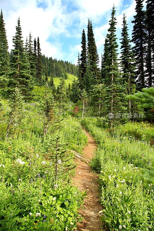 长满野花的山路