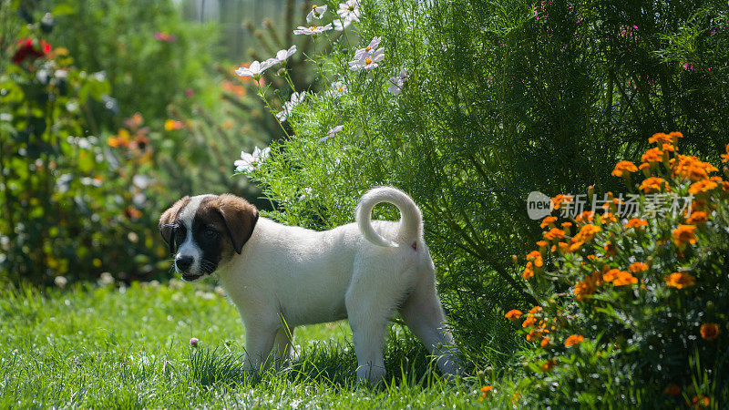 碧绿草地上的小猎犬