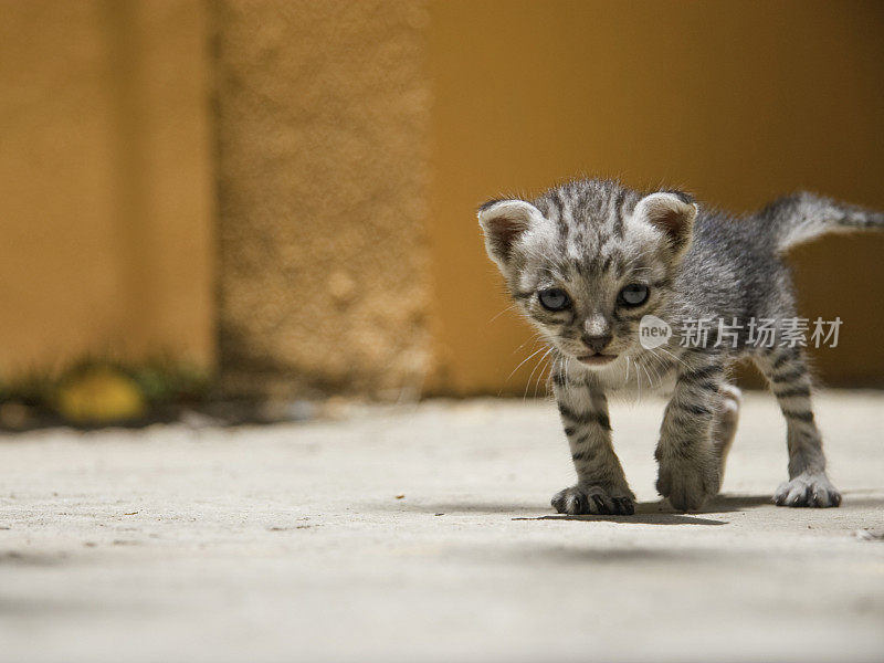 小猫攻击