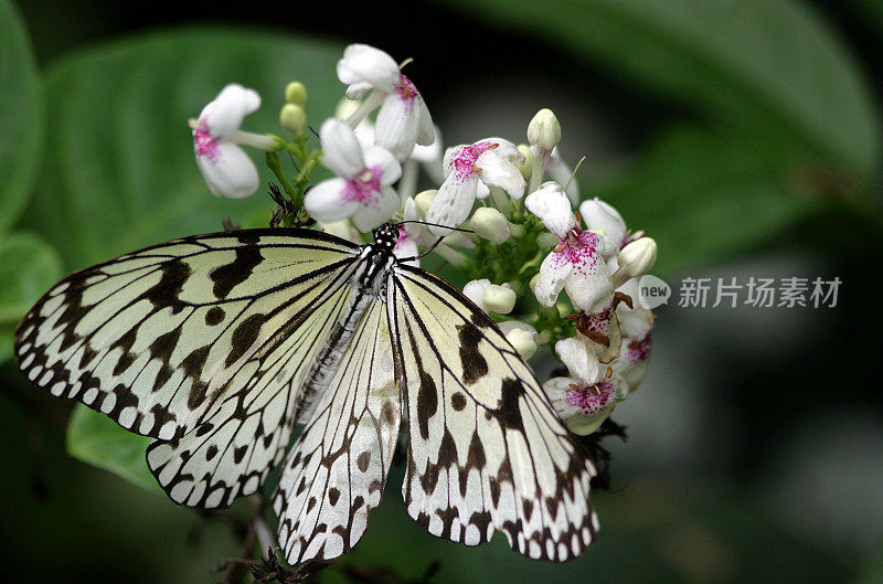 花上的宣纸蝴蝶