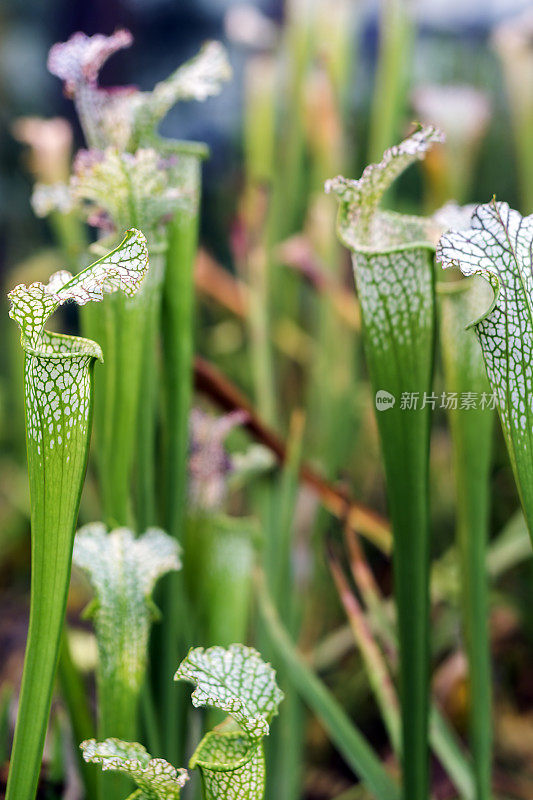 湿植物叶子特写镜头