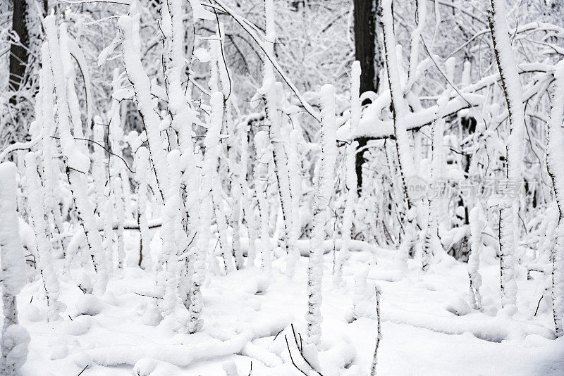 冬天的森林里下雪了