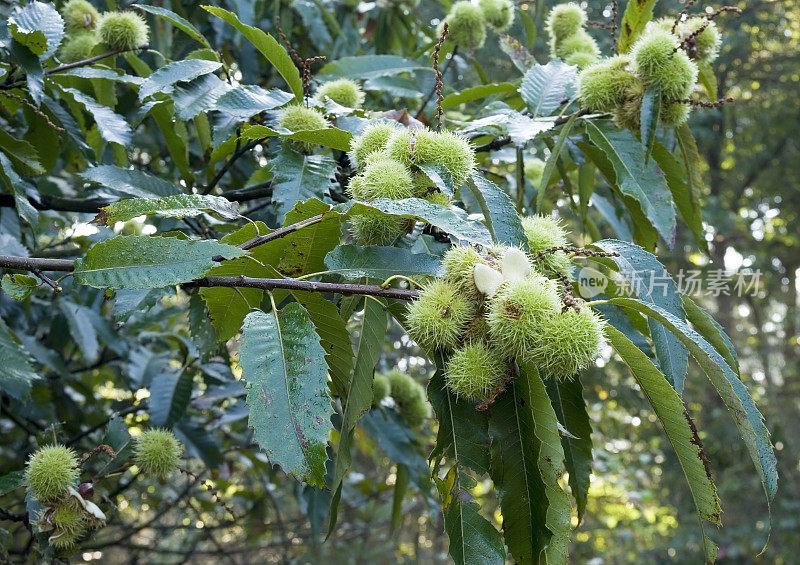 甜栗(板栗)外壳