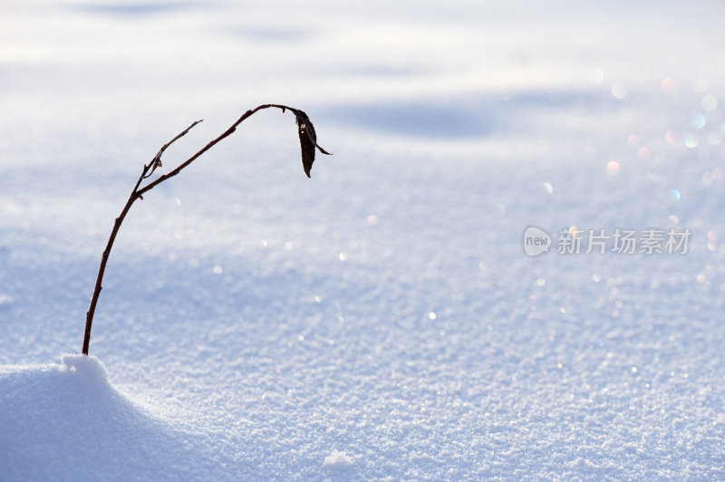 年轻的柳树在雪中成长