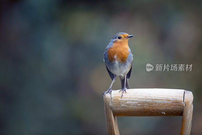 罗宾(红心rubecula)